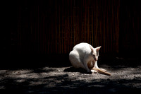 White Wallaby